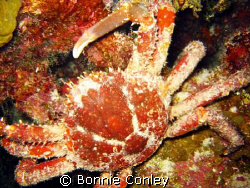 Hairy Clinging Crab seen during night dive on August 2008... by Bonnie Conley 